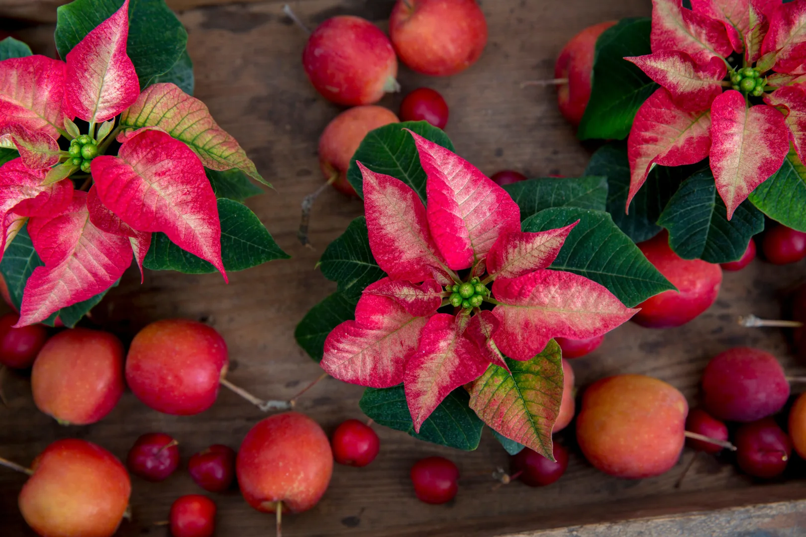 Bezoek onze kerstshow!