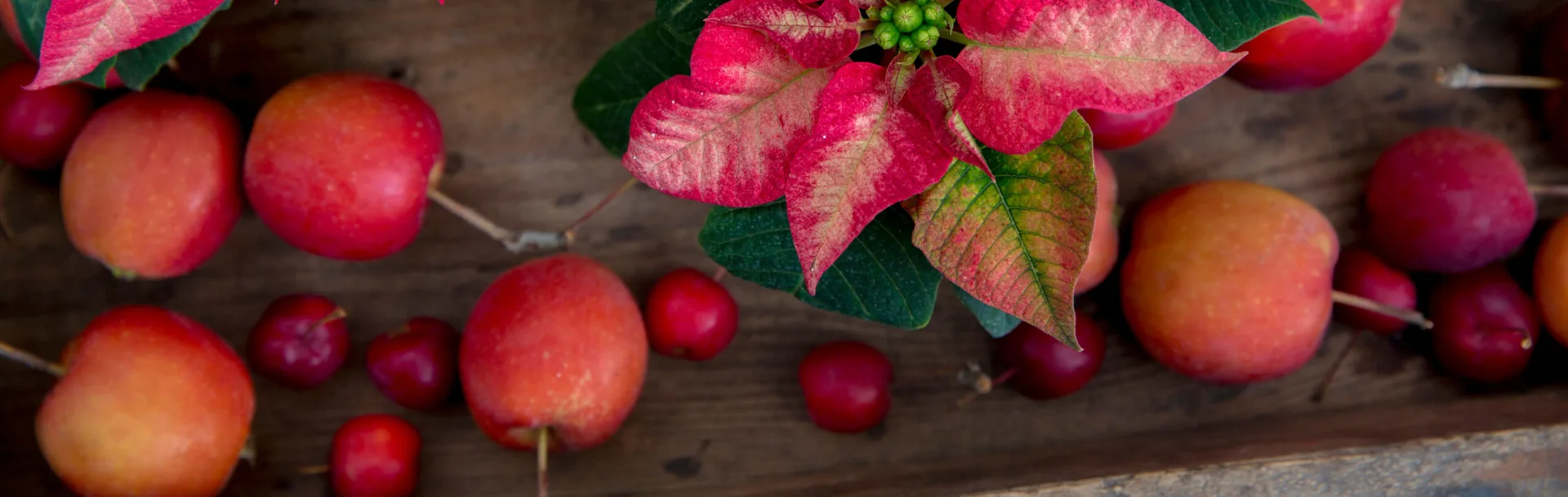 Besuchen Sie unsere Weihnachtsshow