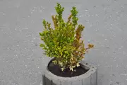 Buxusschimmel Buxusschimmel