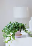 Hedera: Het levende middelpunt van elke ruimte Hedera: Het levende middelpunt van elke ruimte