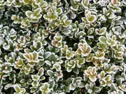 Buxus in de winter Buxus in de winter
