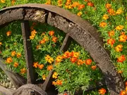 Perkplanten Perkplanten