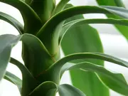 Kamerplanten Kamerplanten