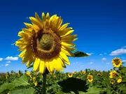 Zomerbloemen Zomerbloemen