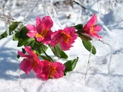 Een bloeiende tuin in de winter Een bloeiende tuin in de winter