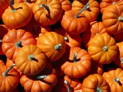 Pompoenen en kalebassen Pompoenen en kalebassen