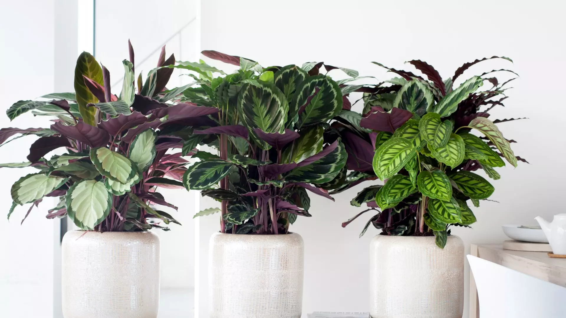 Kerstboom eruit, kamerplant erin