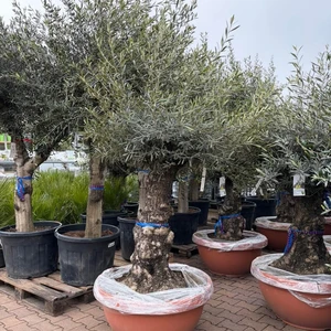 Medewerker tuinplanten/ buitenafdeling