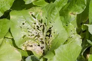 Pas op voor anthracnose: gaten in uw planten Pas op voor anthracnose: gaten in uw planten