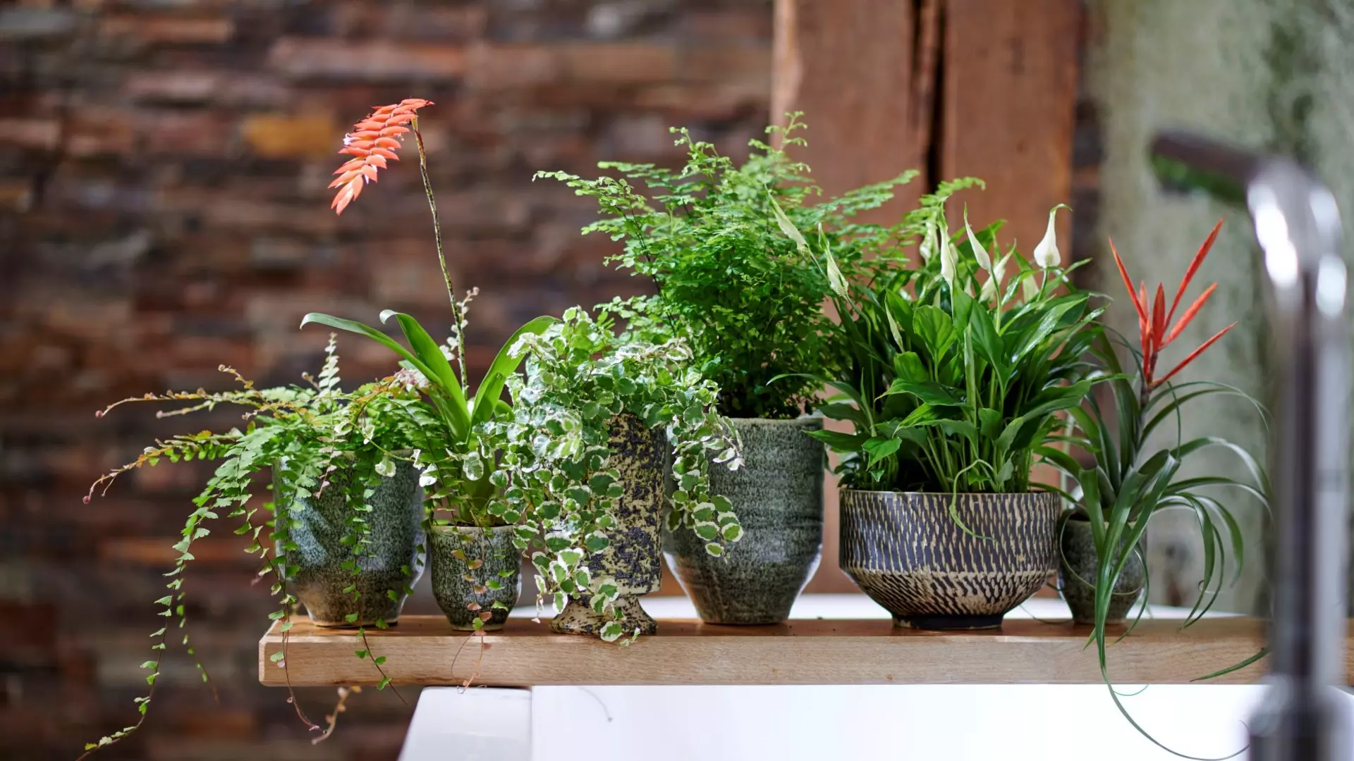 Zimmerpflanzen Riesiges Sortiment an Zimmerpflanzen!