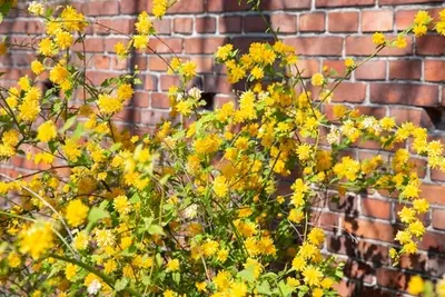 Paasgele bloemen voor binnen en buiten