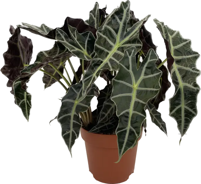 Alocasia bambino