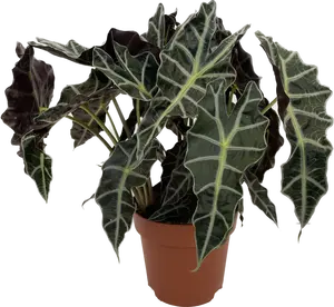Alocasia bambino