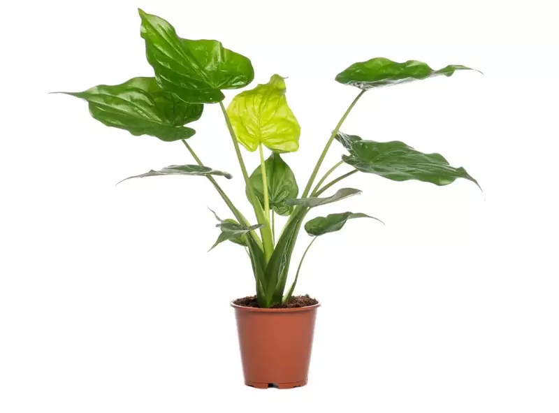 Alocasia Cucullata - afbeelding 2
