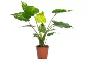 Alocasia Cucullata - afbeelding 2