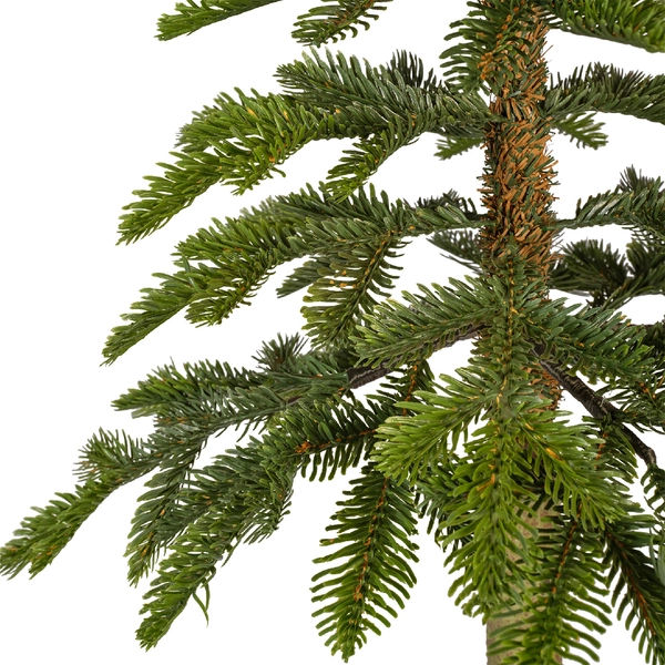 Alpine fir 240 cm - afbeelding 2