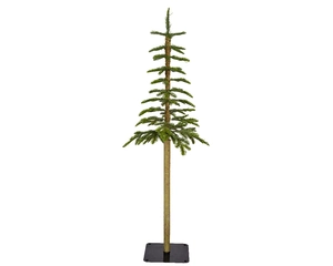 Alpine fir