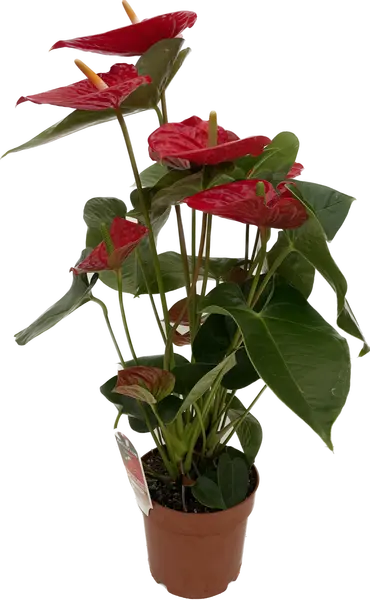 Anthurium andreanum