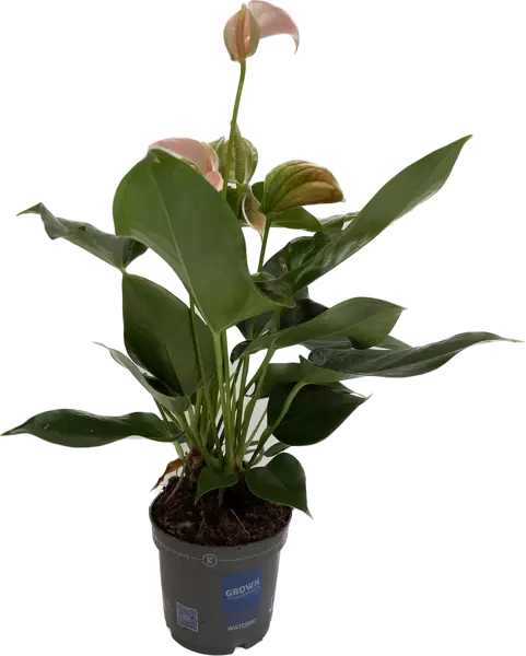 Anthurium andreanum