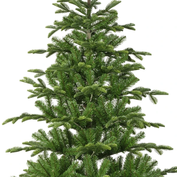 Balsamea fir 210 cm - afbeelding 2