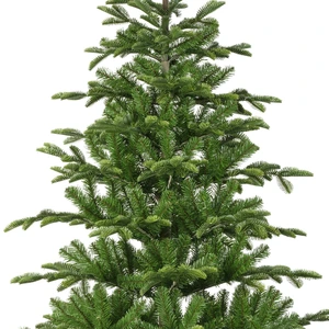 Balsamea fir 210 cm - afbeelding 2
