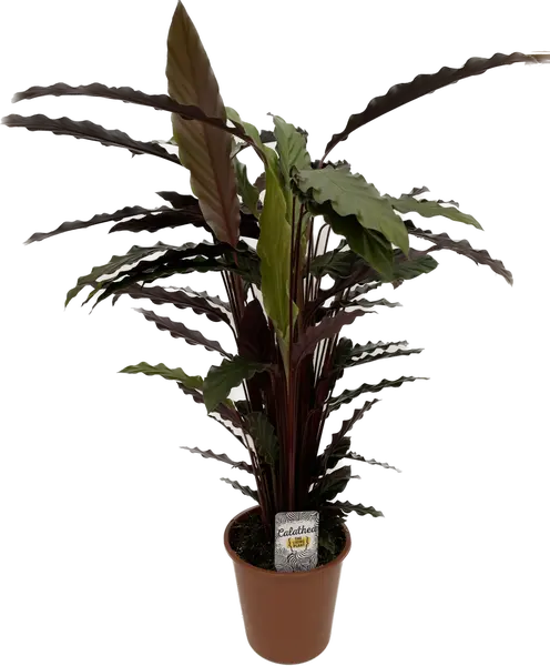 Calathea rufibarba