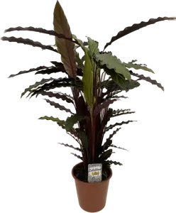 Calathea rufibarba