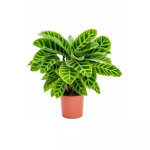 Calathea Zebrina