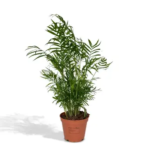 Chamaedorea