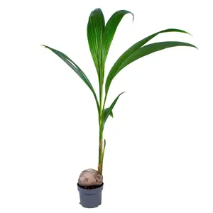 Cocos nucifera
