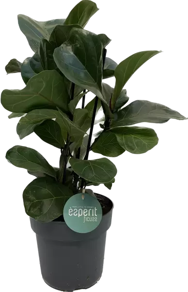 Ficus lyrata