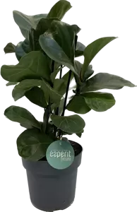 Ficus lyrata