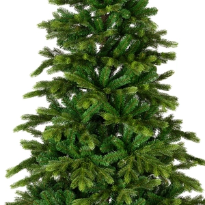 Galloway spruce 240 cm - afbeelding 4