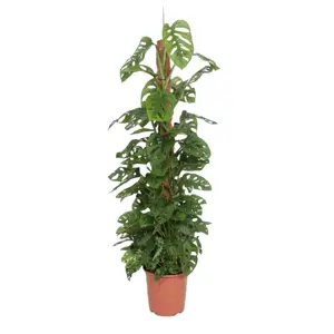 Monstera andersonii