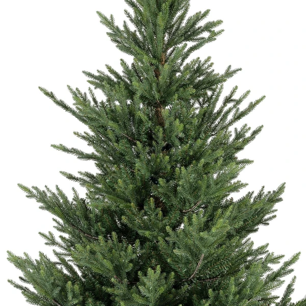 Norway spruce 240 cm - afbeelding 2