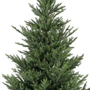 Norway spruce 240 cm - afbeelding 2