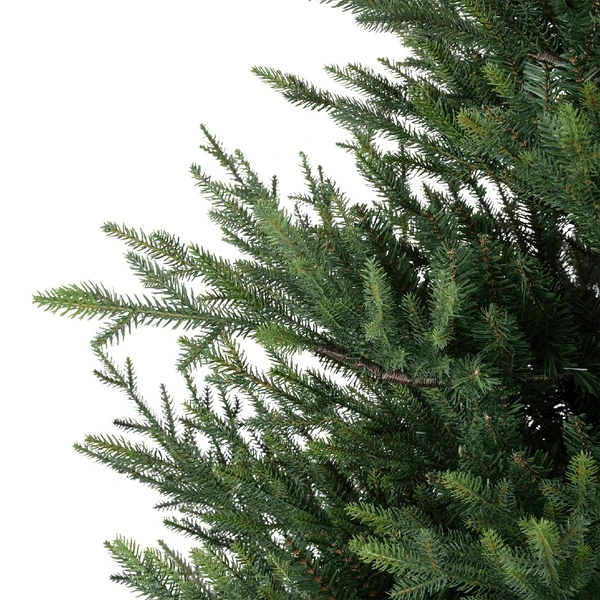 Norway spruce 240 cm - afbeelding 3