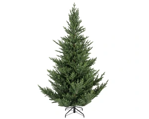 Norway Spruce