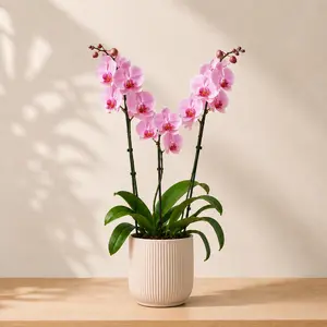 Phalaenopsis incl. bloempot 'Roze'