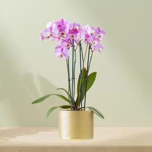 Phalaenopsis incl. bloempot 'wit' - afbeelding 2