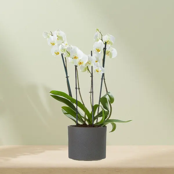Phalaenopsis inkl. Blumentopf Weiß