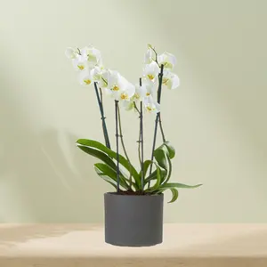 Phalaenopsis inkl. Blumentopf