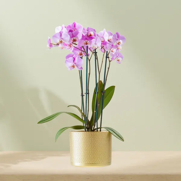 Phalaenopsis inkl. Blumentopf Lila
