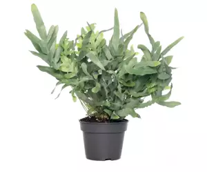 Phlebodium "Blue Star"