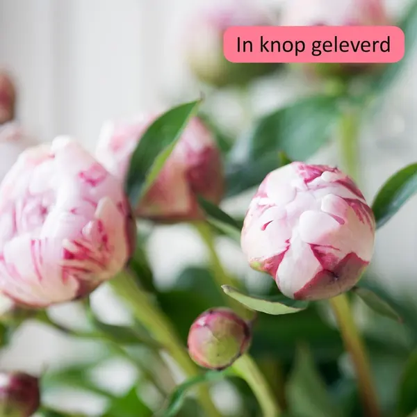 Pioenenboeket middel - afbeelding 2