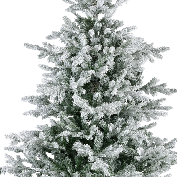 Snowy grandis fir 300cm - afbeelding 2